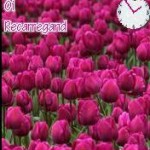 tema XP Pink